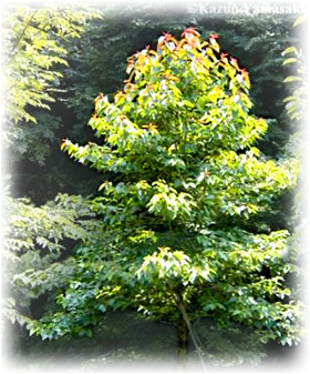 Happy Tree