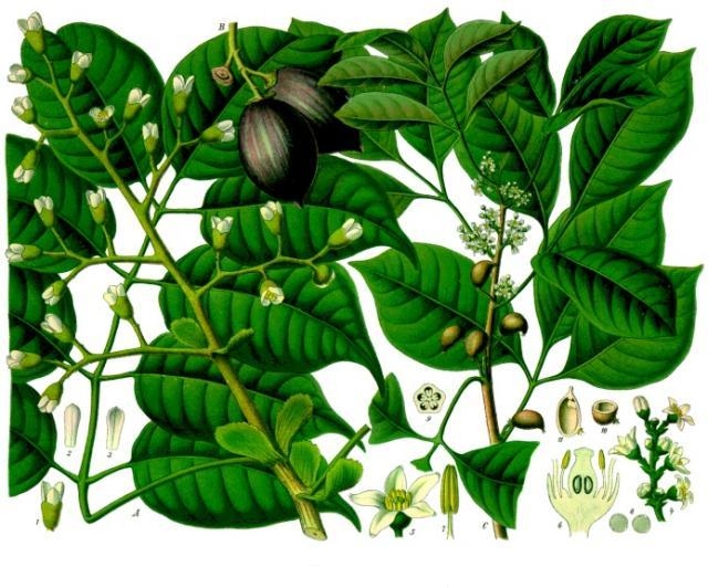 Java-Olive