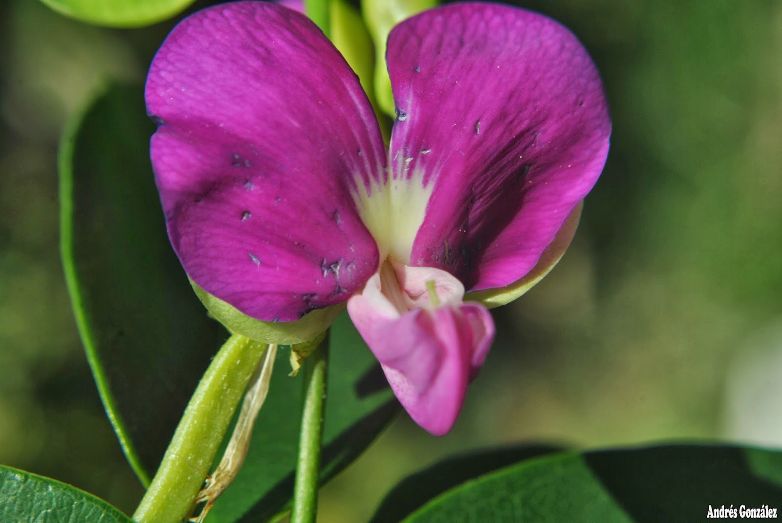 Canavalia bonariensis