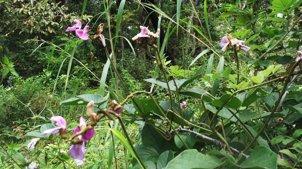 Canavalia eurycarpa