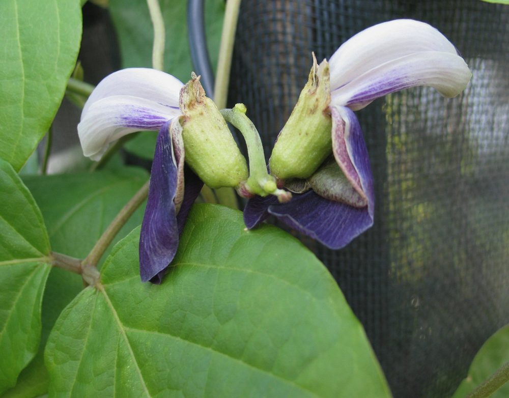 Canavalia galeata