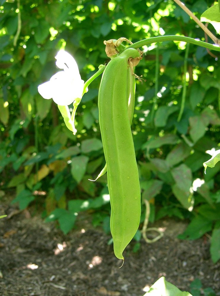 Canavalia gladiata
