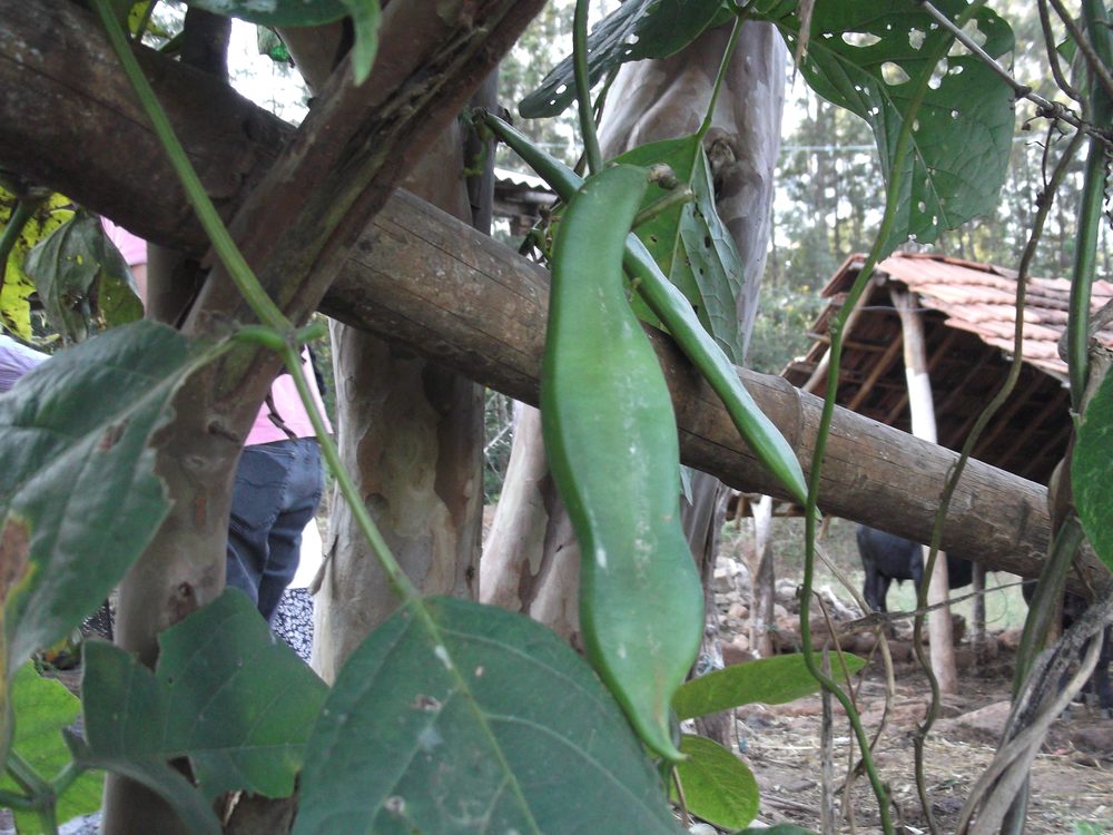 Canavalia virosa