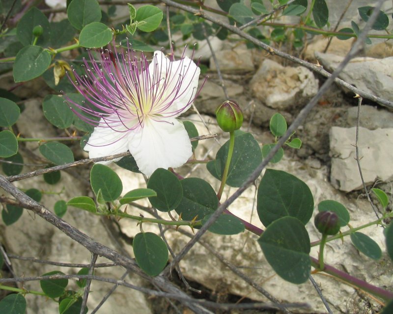 Caper
