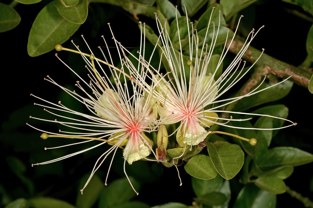 African Caper