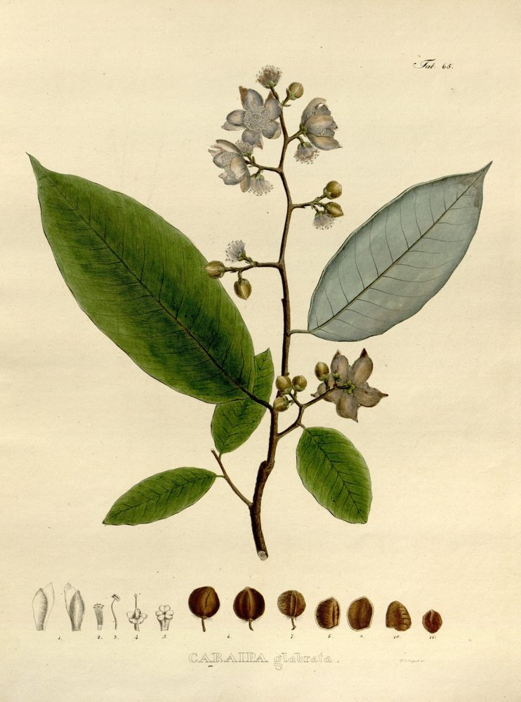 Caraipa grandifolia