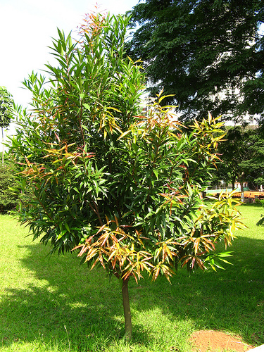 Andiroba