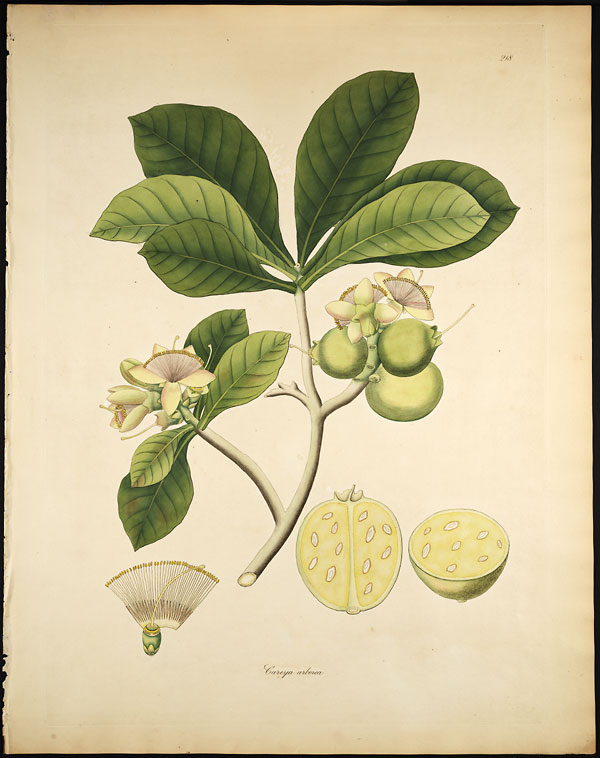 Careya arborea