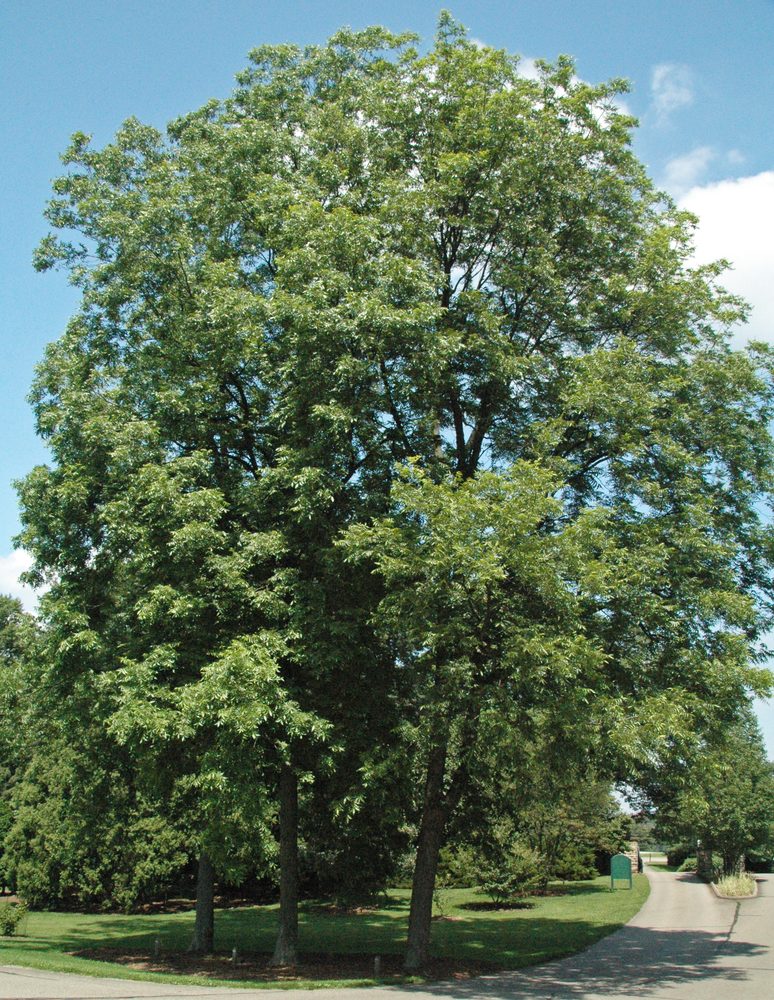 Pecan