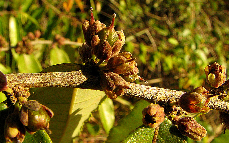 Casearia arborea