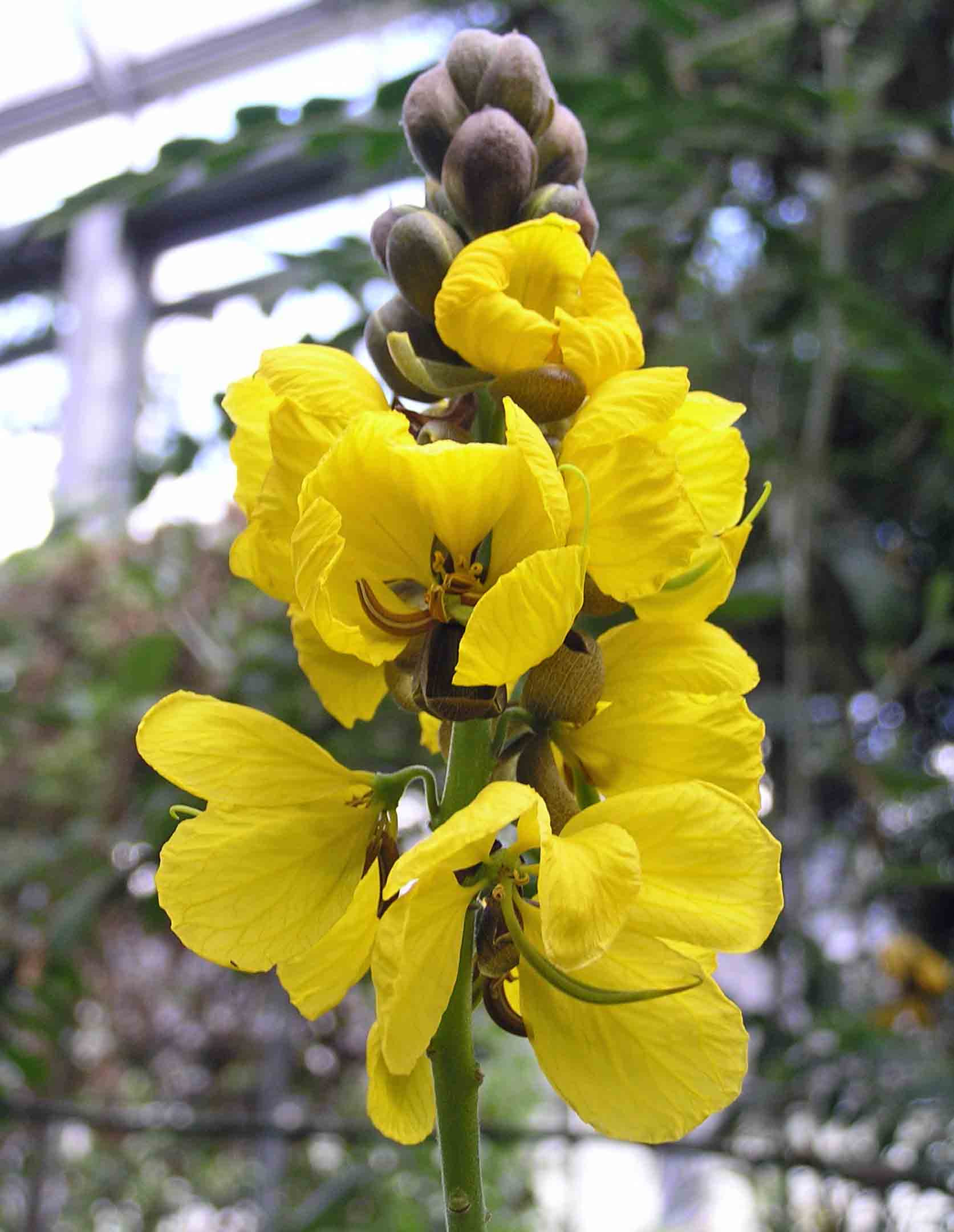 Cassia angustifolia