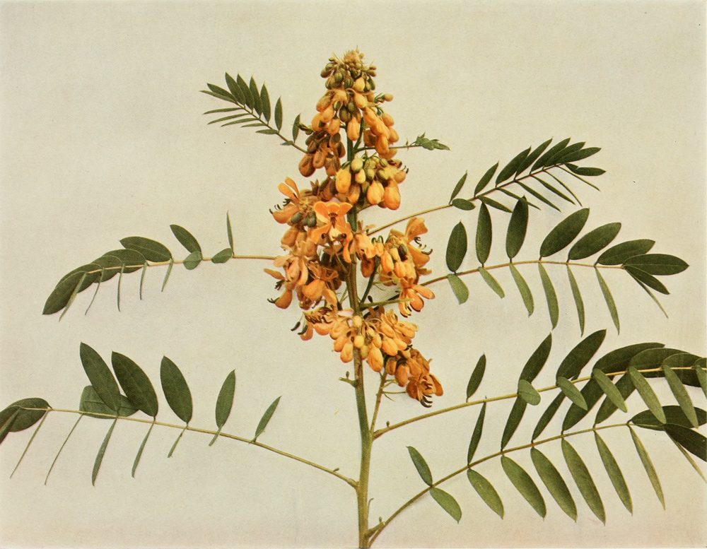 Wild Senna