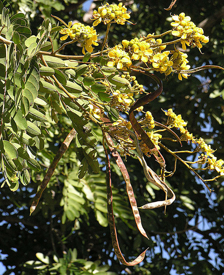 Cassia siamea