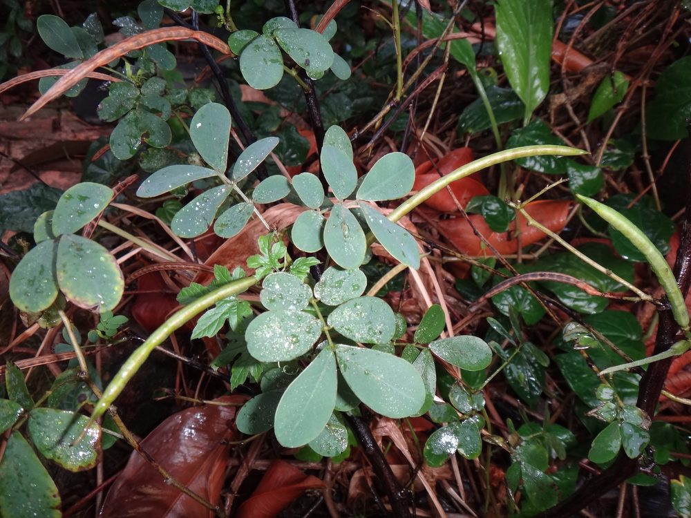 Sickle Senna