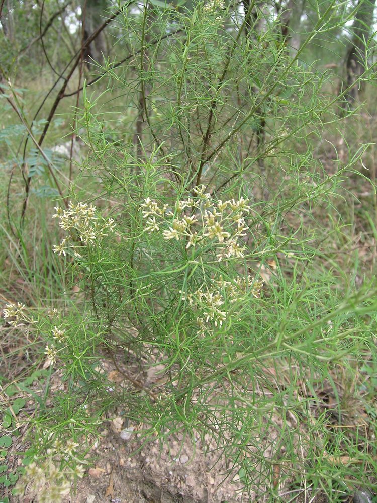 Cassinia laevis