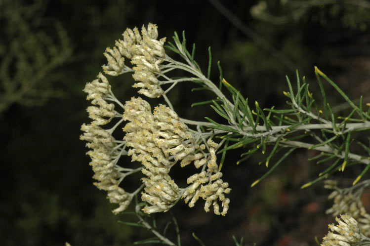 Cassinia uncata