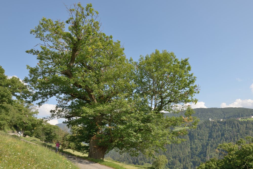 European Chestnut