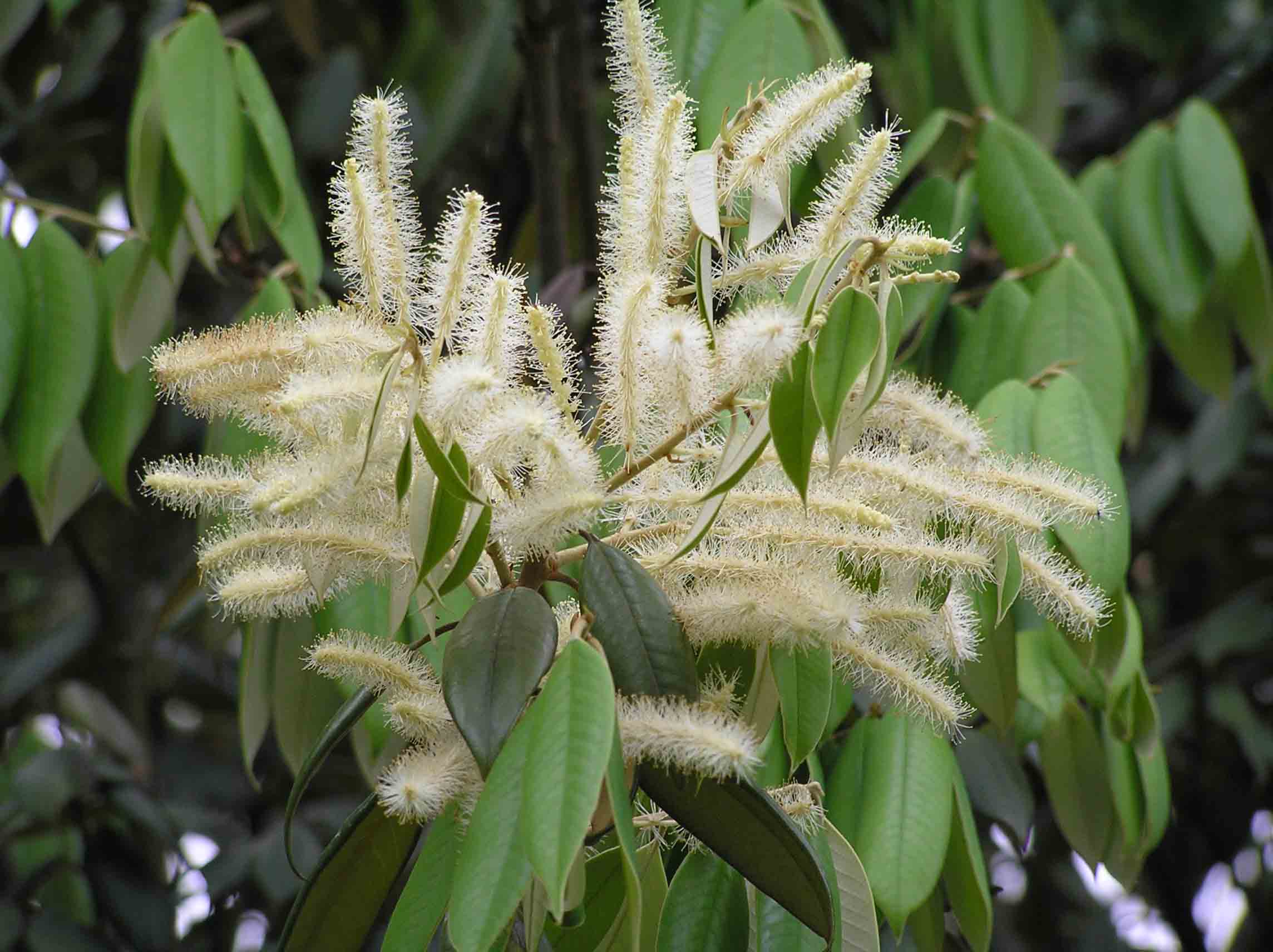 Castanopsis concinna