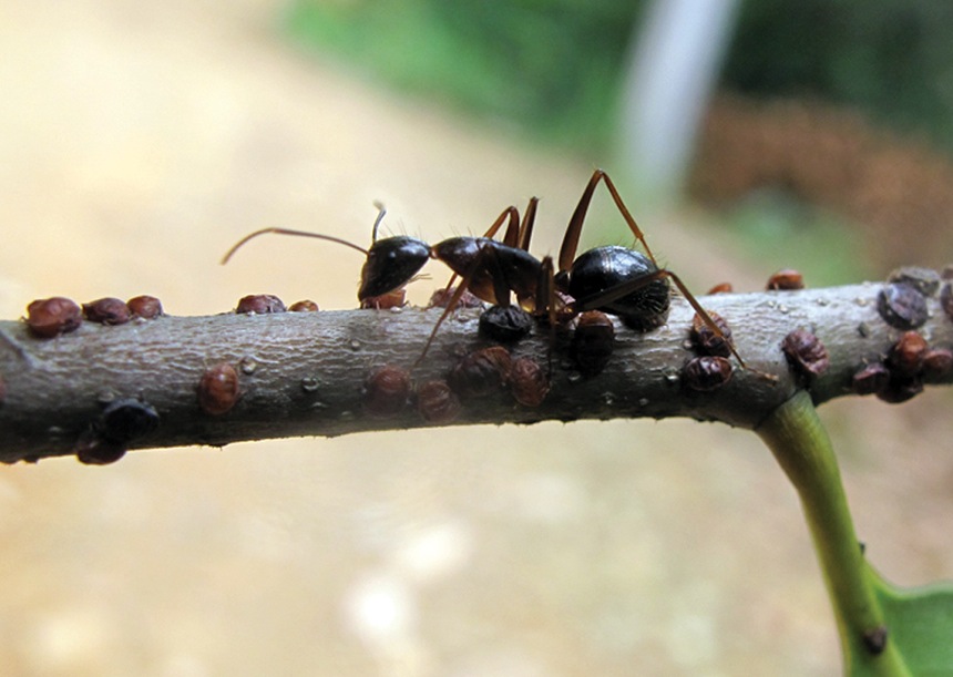 Castanopsis eyrei