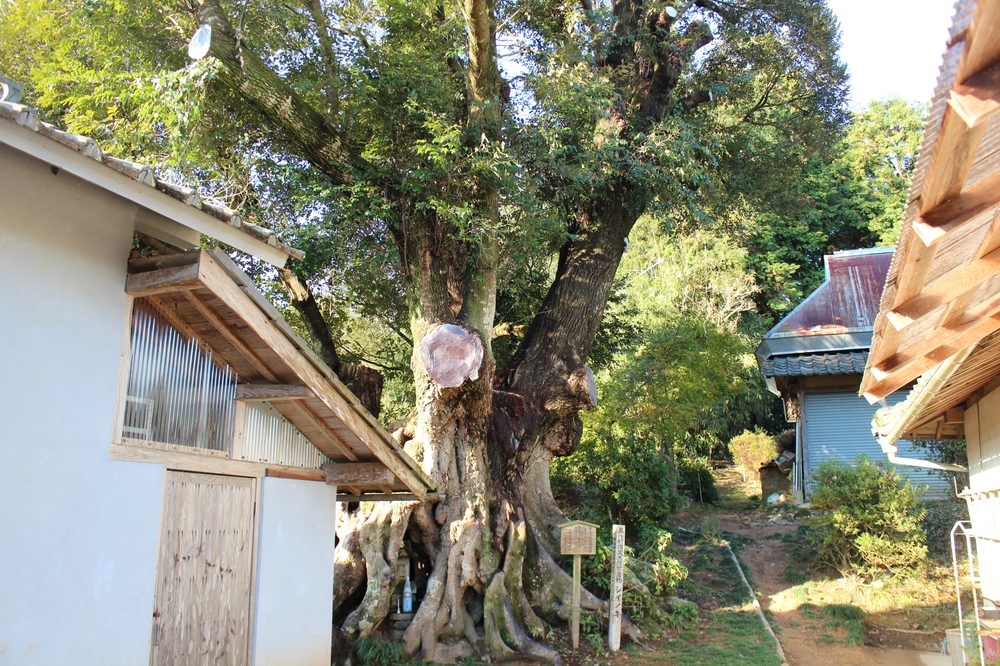 Castanopsis lamontii