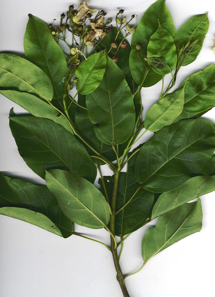 Spanish oak