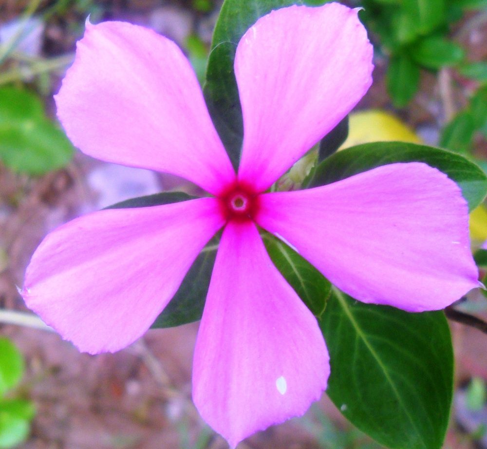 Lanceleaf Periwinkle