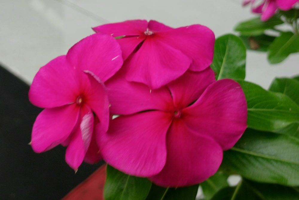 Longleaf Periwinkle