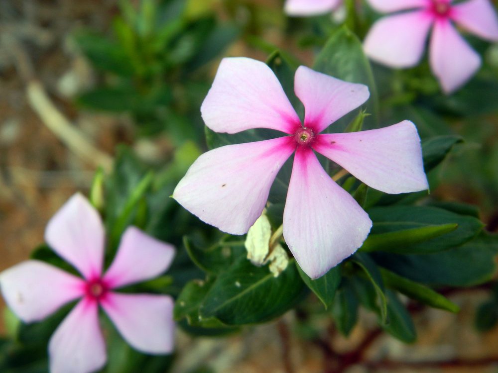 Madagascar Periwinkle