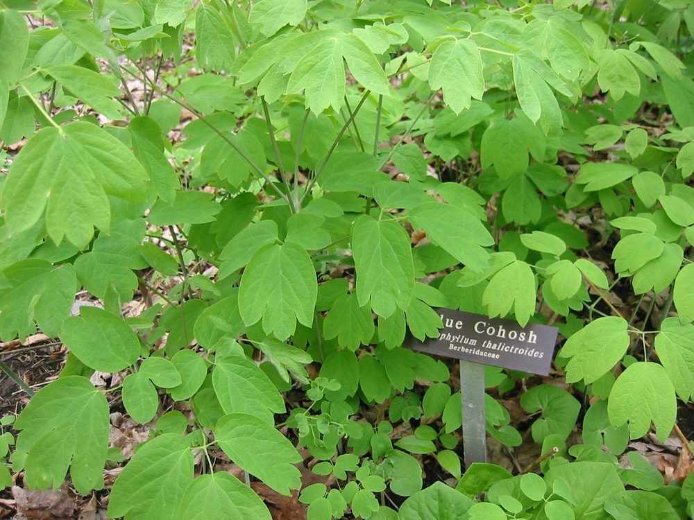 Blue Cohosh