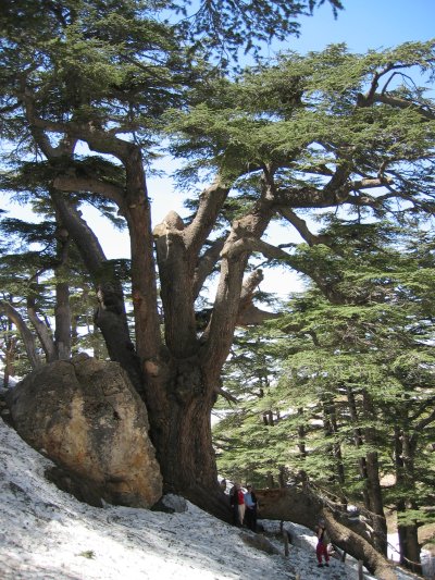 Cedar of Lebanon