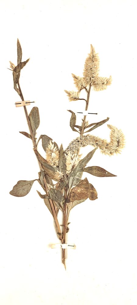 Cockscomb
