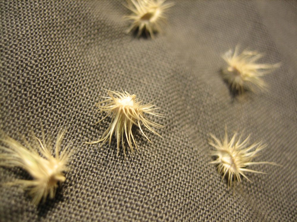 Two-Flowered Sandspur