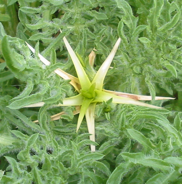 Star-Thistle