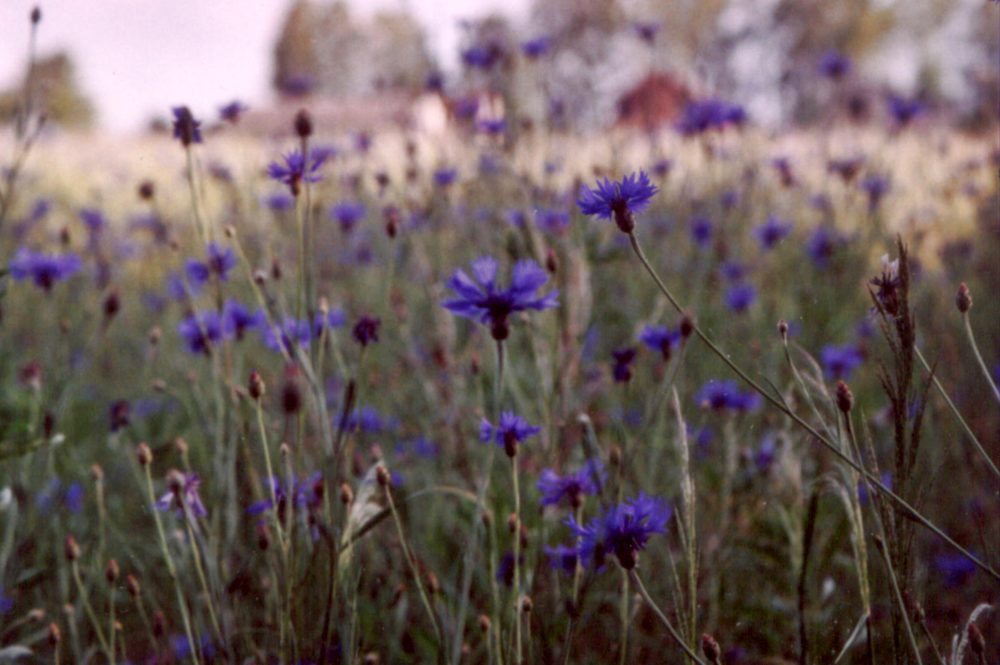 Cornflower