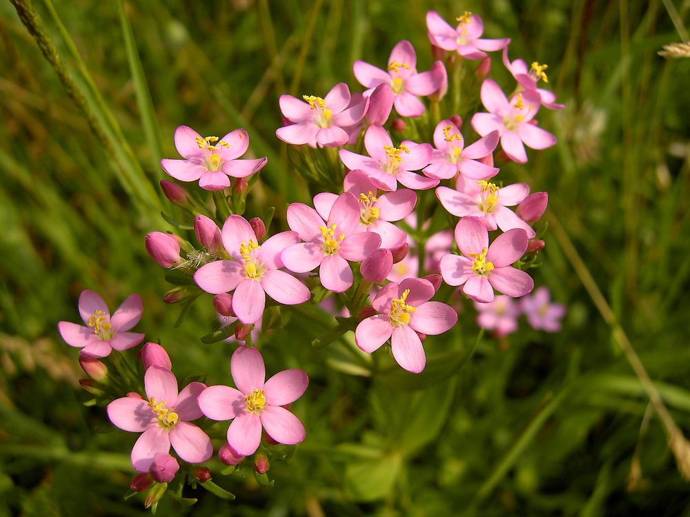 Centaury