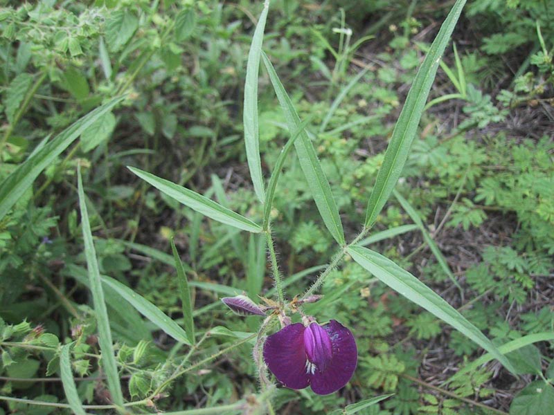 Centrosema pascuorum