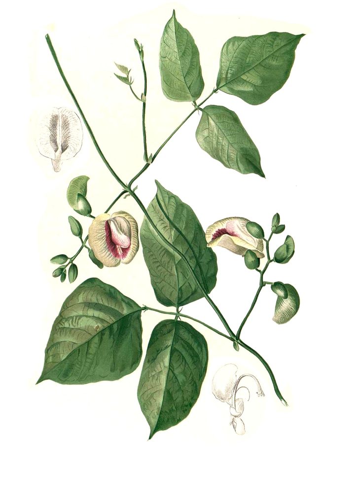 Centrosema plumieri