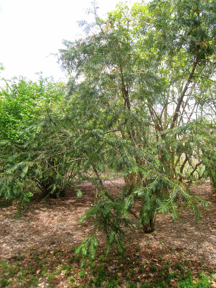 Fortune's Plum Yew