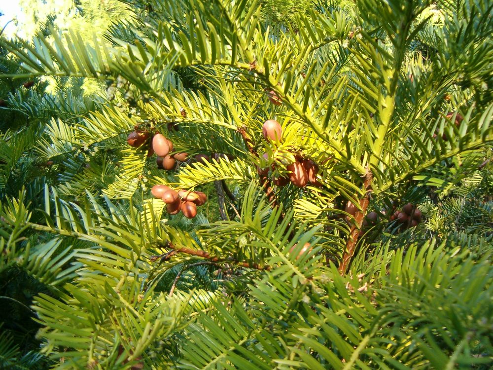 Hainan Plum Yew