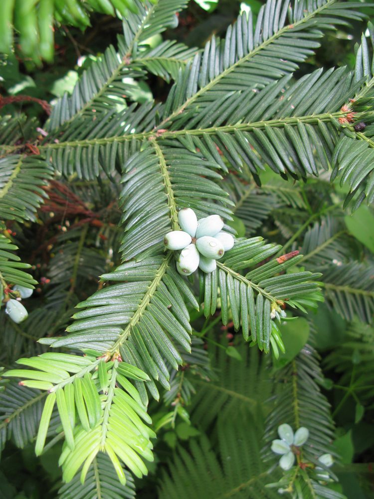 Japanese Plum Yew