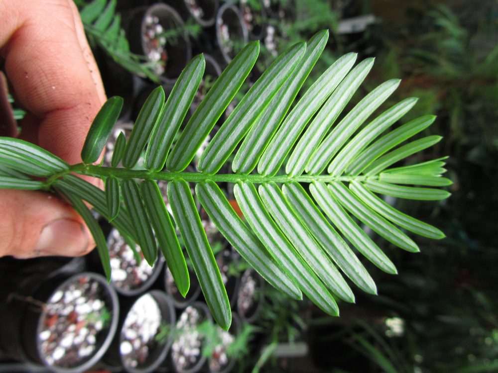 Mann's Plum Yew
