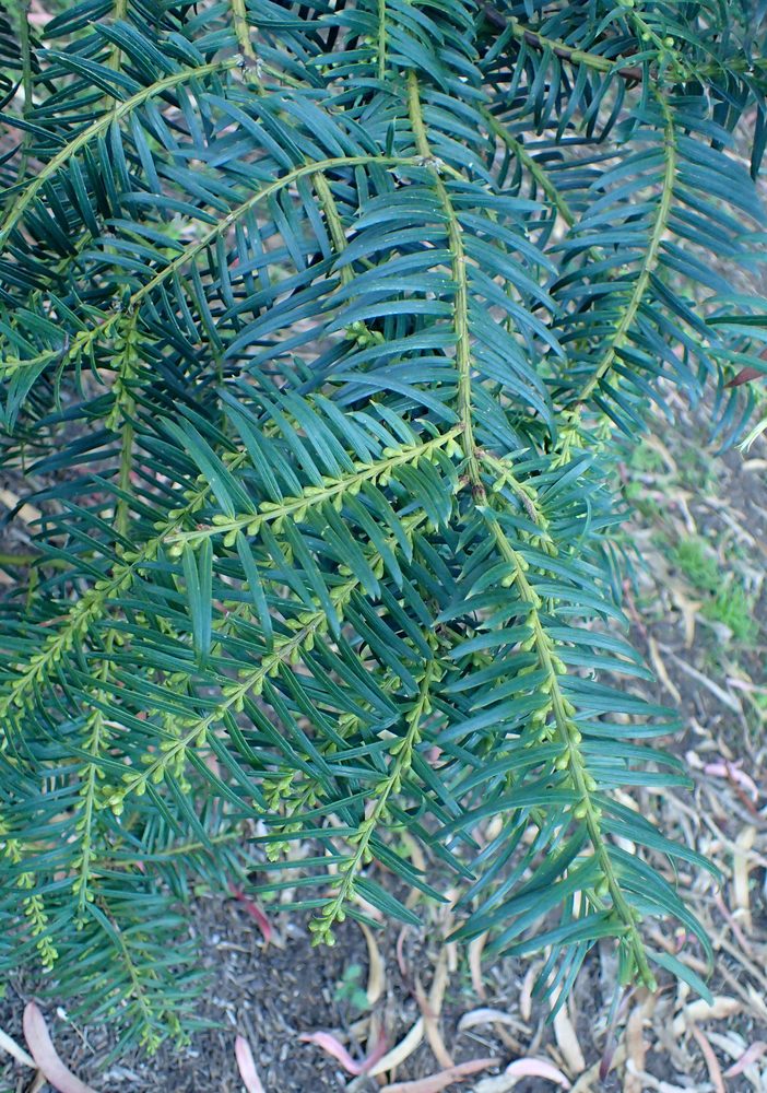 Wilson's Plum Yew