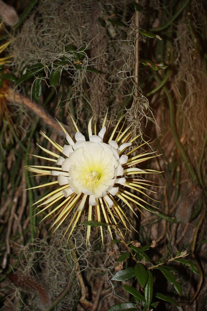 Night-Blooming Cereus