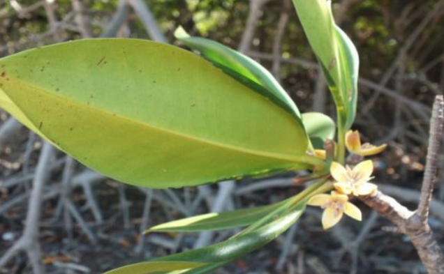 Ceriops decandra