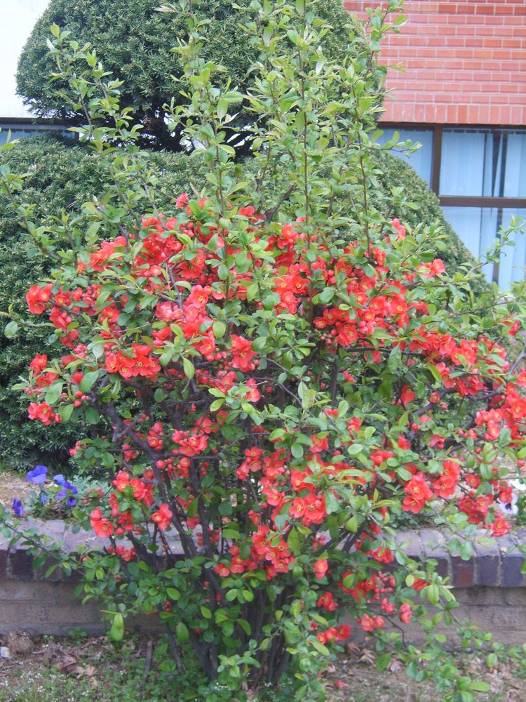 Chinese Quince