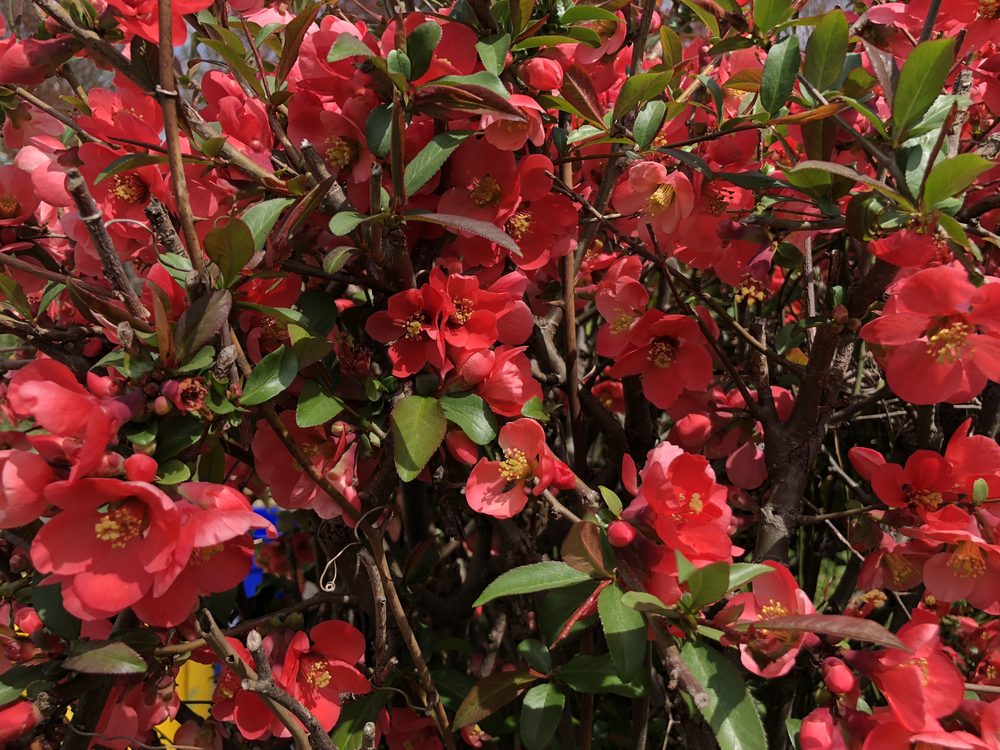 Flowering Quince