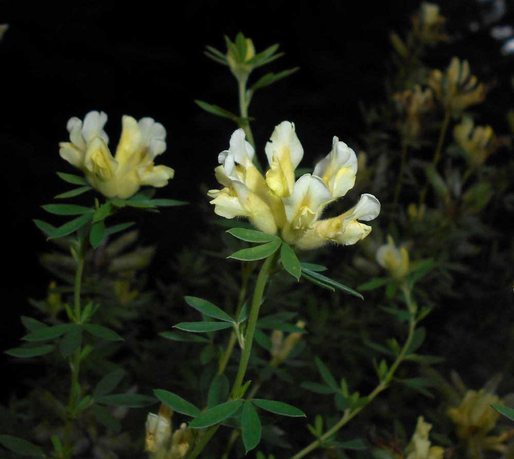 Chamaecytisus albus