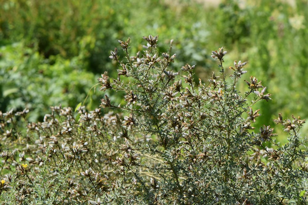 Chamaecytisus eriocarpus