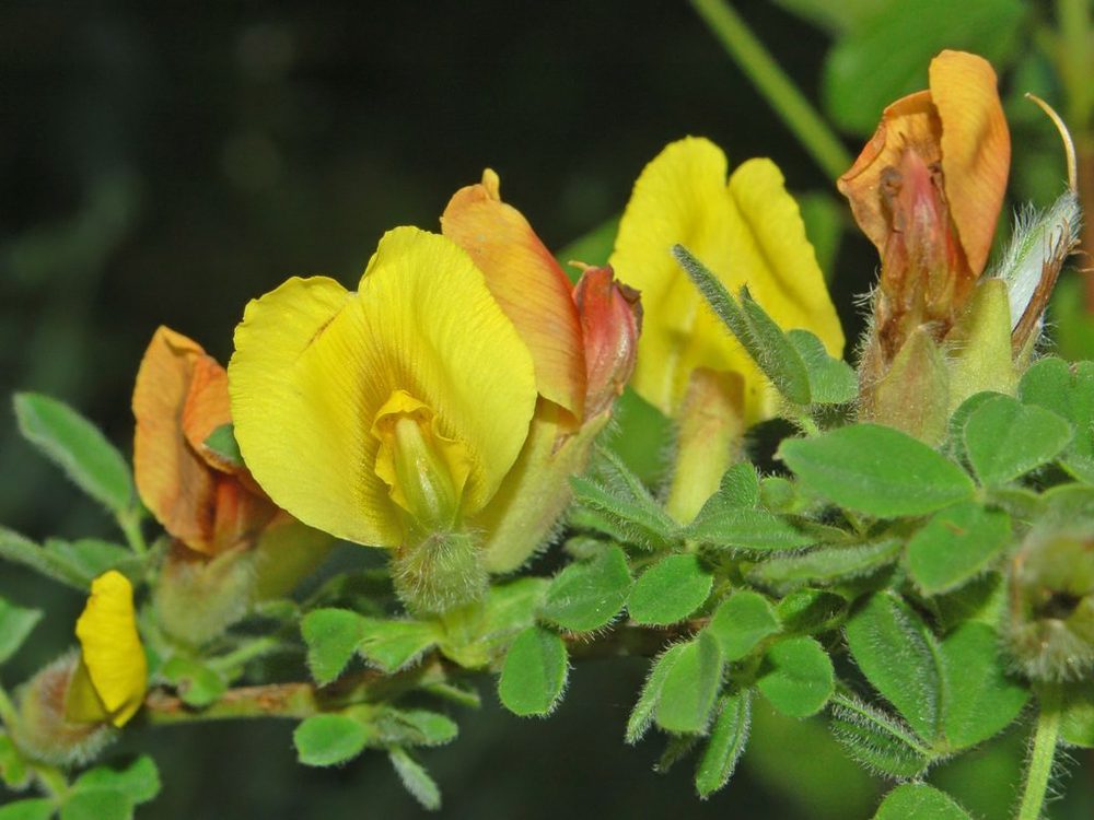Chamaecytisus hirsutus