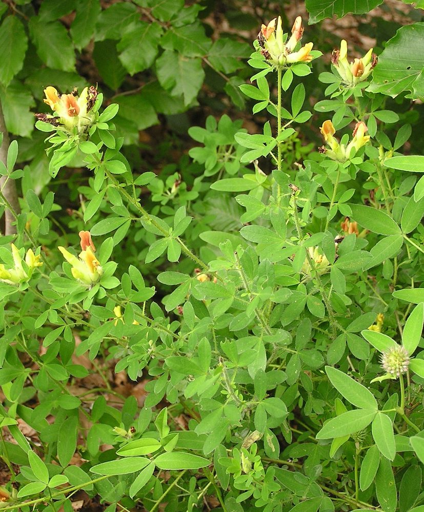 Chamaecytisus supinus
